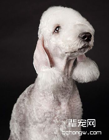 贝灵顿梗