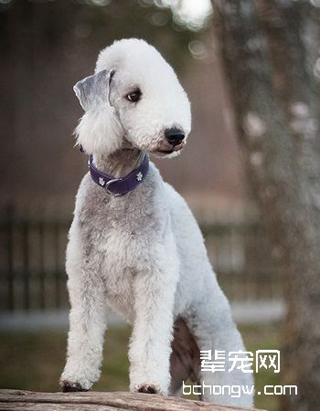 贝灵顿梗