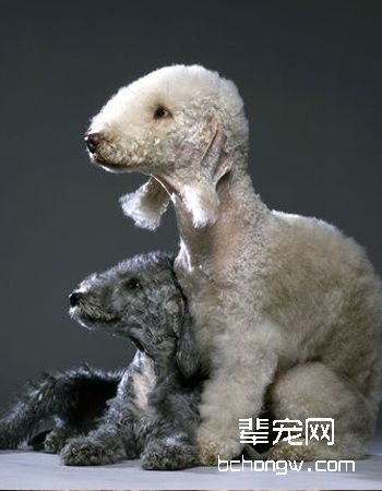 贝灵顿梗