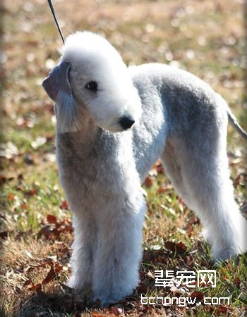 贝灵顿梗