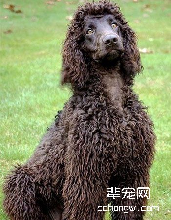 爱尔兰水猎犬