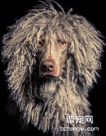 爱尔兰水猎犬