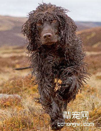 爱尔兰水猎犬