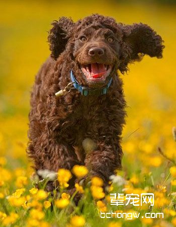 爱尔兰水猎犬