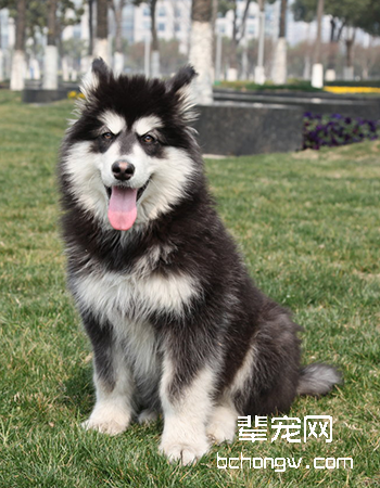 阿拉斯加雪橇犬