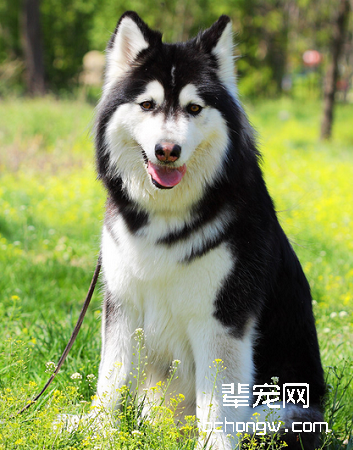 阿拉斯加雪橇犬