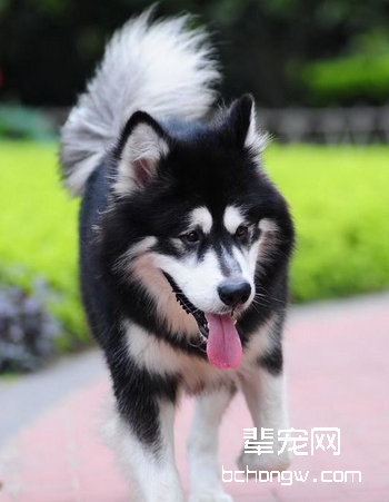 阿拉斯加雪橇犬