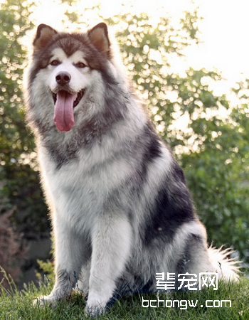 阿拉斯加雪橇犬