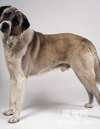 安纳托利亚牧羊犬