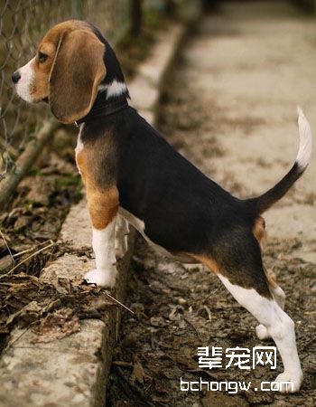 比格犬/猎兔犬