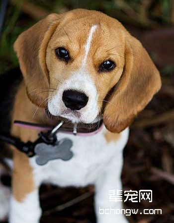 比格犬/猎兔犬