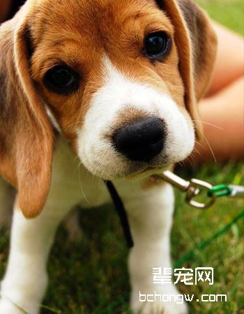 比格犬/猎兔犬