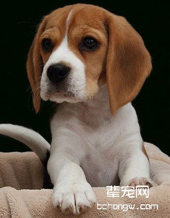 比格犬/猎兔犬