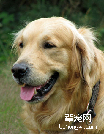 金毛/金毛寻回犬
