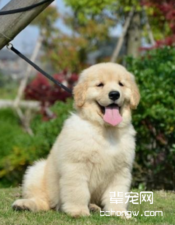 金毛/金毛寻回犬