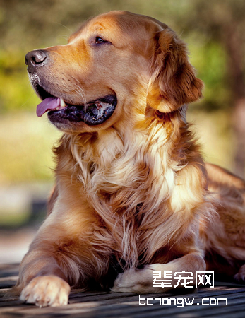 金毛/金毛寻回犬