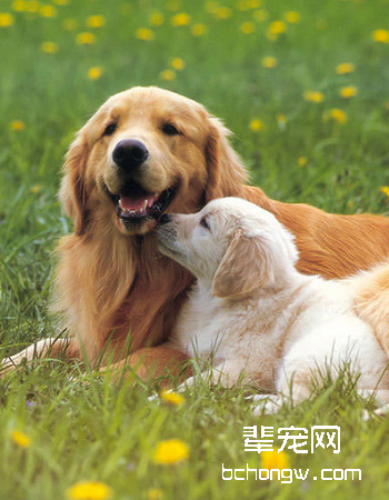 金毛/金毛寻回犬
