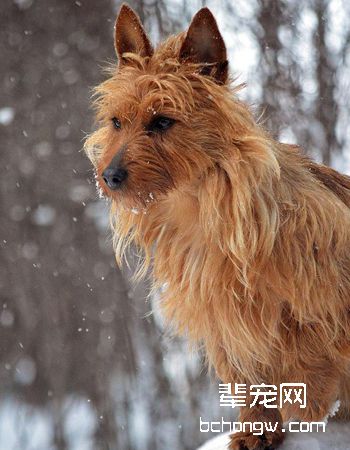 澳大利亚梗