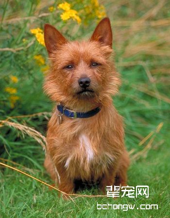 澳大利亚梗