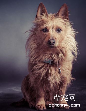 澳大利亚梗