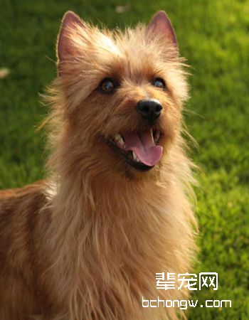 澳大利亚梗