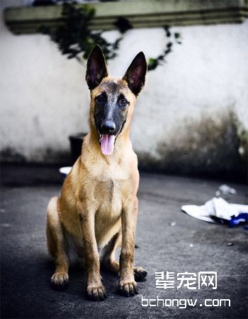 比利时玛利诺犬