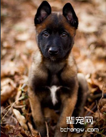 比利时玛利诺犬