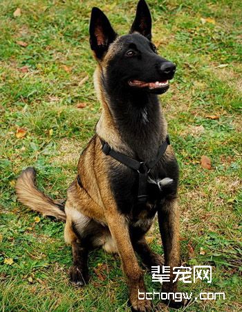 比利时玛利诺犬