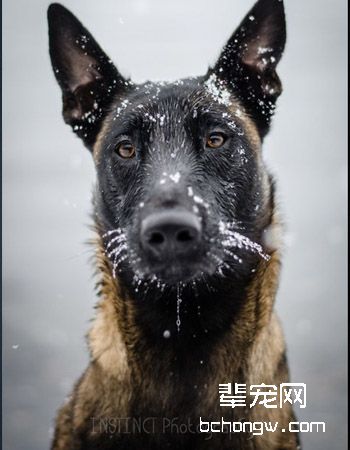 比利时玛利诺犬