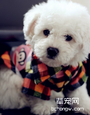 卷毛比熊犬