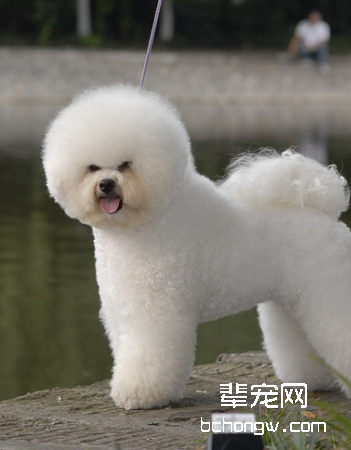 卷毛比熊犬
