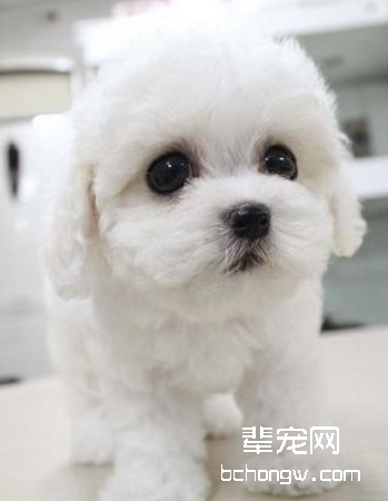 卷毛比熊犬