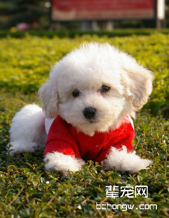 卷毛比熊犬