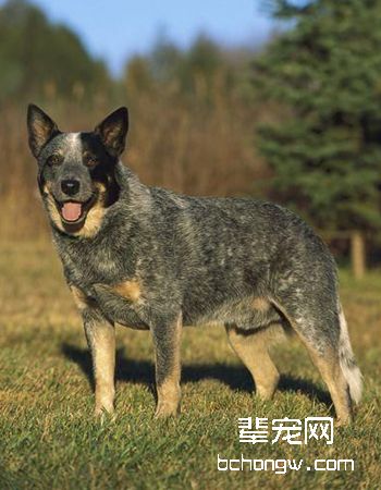 澳大利亚牧牛犬