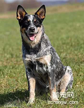 澳大利亚牧牛犬