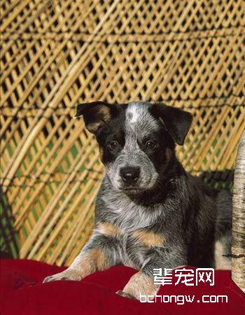 澳大利亚牧牛犬