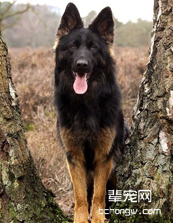 德牧/德国牧羊犬