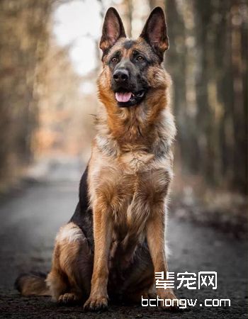 德牧/德国牧羊犬
