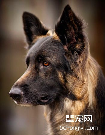 德牧/德国牧羊犬