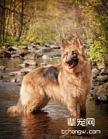 德牧/德国牧羊犬