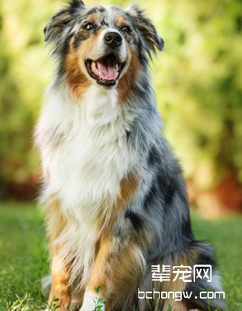 澳大利亚牧羊犬