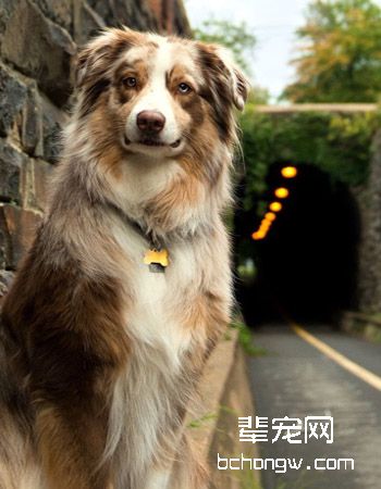 澳大利亚牧羊犬