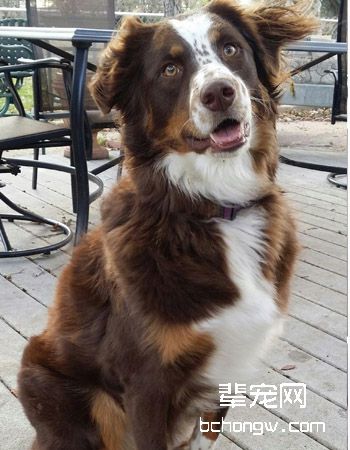澳大利亚牧羊犬