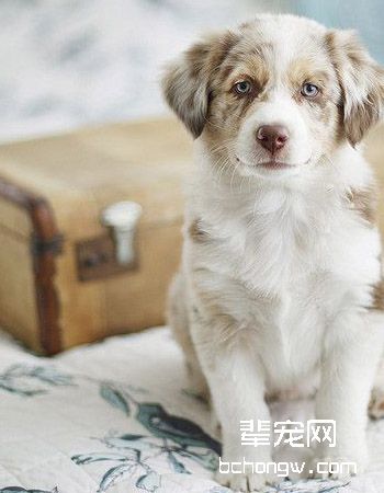 澳大利亚牧羊犬