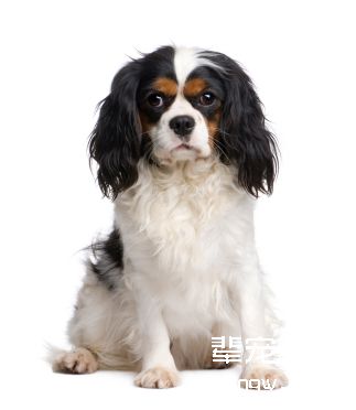 查尔斯王|骑士查理王...