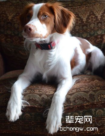 布里塔尼犬