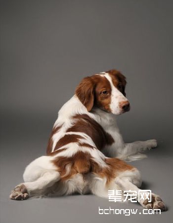 布里塔尼犬