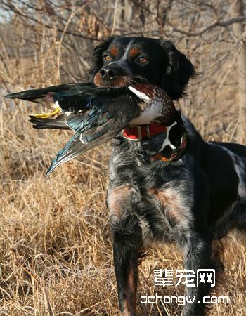布里塔尼犬