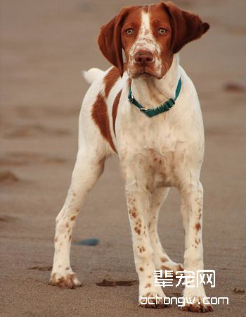 布里塔尼犬