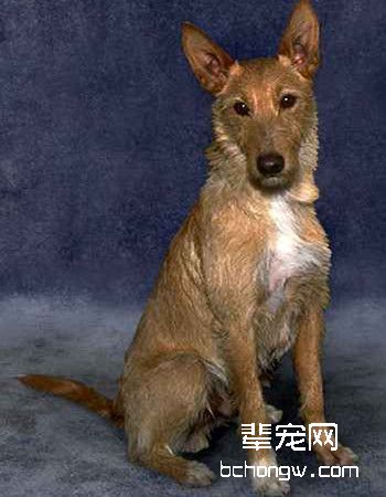 葡萄牙波登可犬